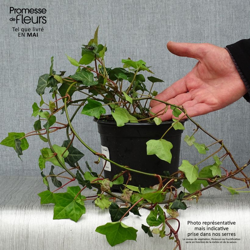 Hedera hibernica - Edera irlandese Vaso da 2L/3L esemplare consegnato in primavera