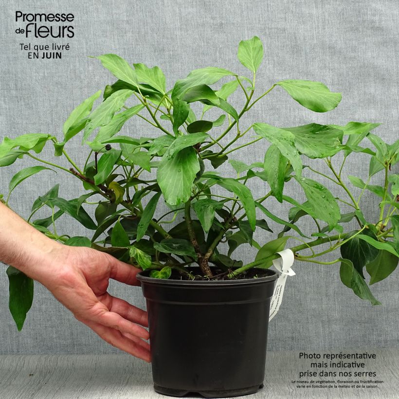 Esemplare di Hedera colchica Arborescens - Edera Vaso da 2L/3L consegnato in estate