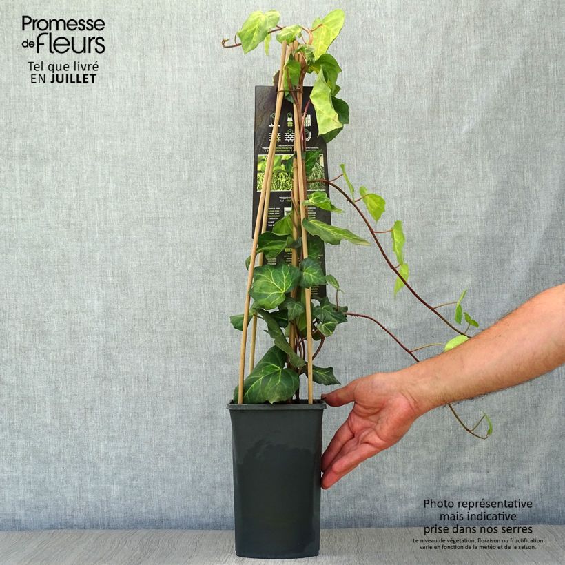 Esemplare di Hedera colchica Sulphur Heart - Edera variegata Vaso da 1,5L/2L consegnato in estate