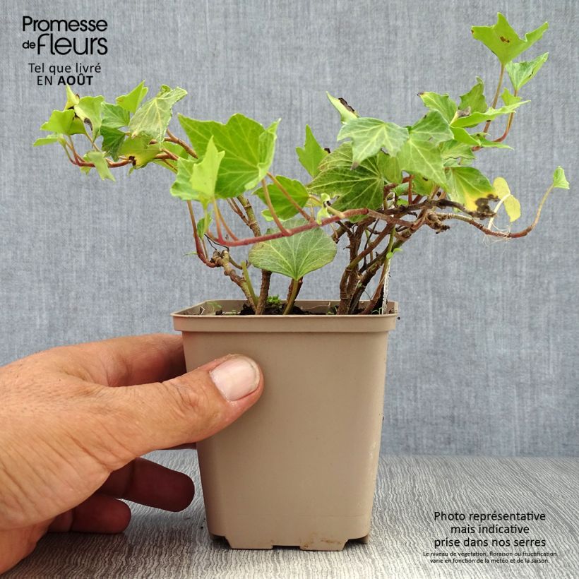 Esemplare di Hedera helix Green Ripple - Edera Vasetto da 8/9 cm consegnato in estate