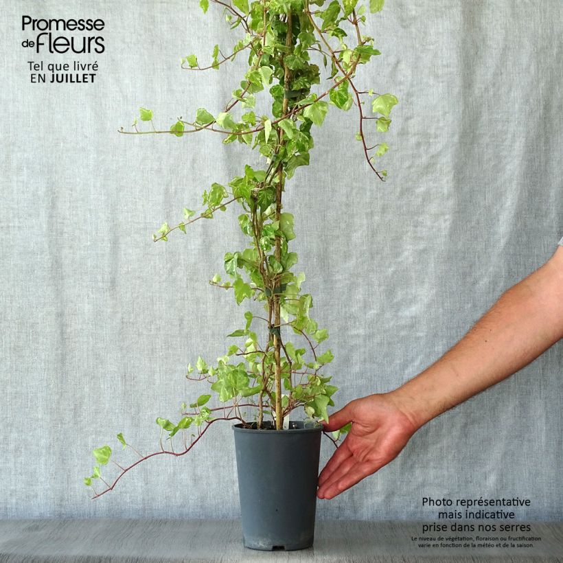 Esemplare di Hedera helix Kolibri - Edera Vaso da 2L/3L consegnato in estate
