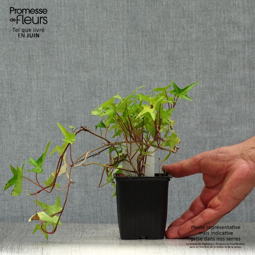 Esemplare di Hedera helix Sagittifolia - Edera Vasetto da 8/9 cm consegnato in estate