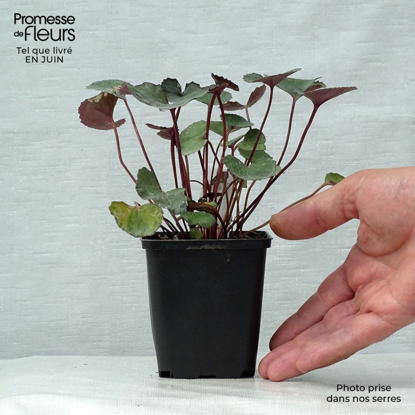 Esemplare di Ligularia dentata Pandora Vasetto da 8/9 cm consegnato in estate