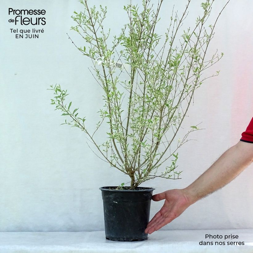 Esemplare di Ligustrum ibota Musli - Ligustro Vaso da 3L/4L consegnato in estate