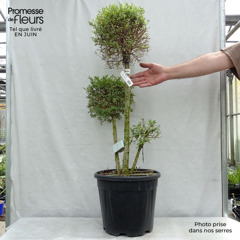 Esemplare di Ligustrum jonandrum - Ligustro Vaso da 7,5L/10L consegnato in estate