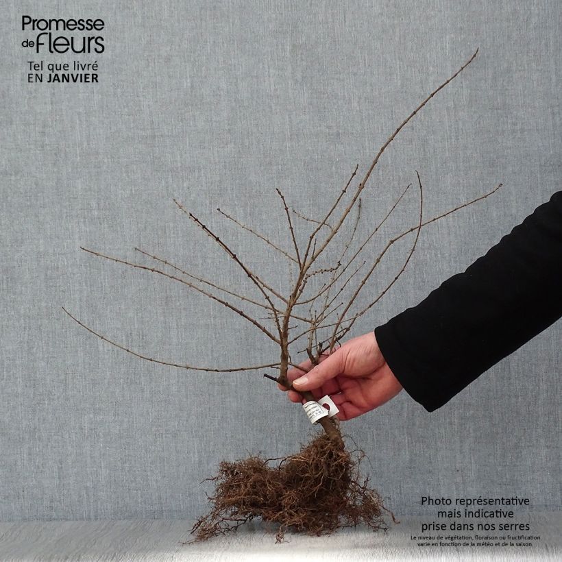 Ligustrum obtusifolium Regelianum - Ligustro Piante piccole a radice nudaAltezza consegnata circa 40/50cm esemplare consegnato in inverno