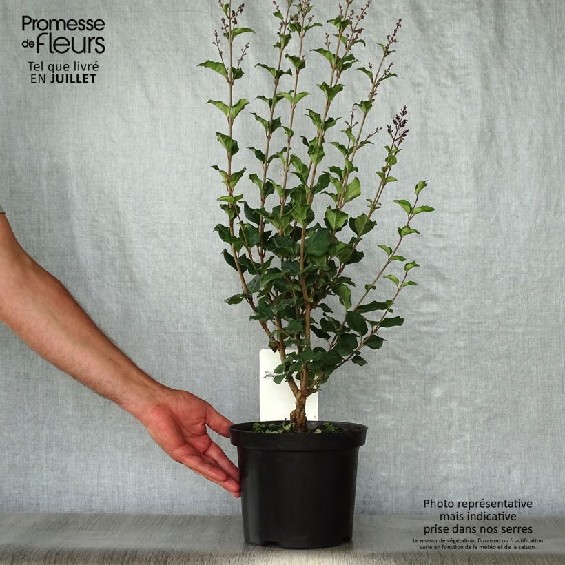 Esemplare di Syringa Bloomerang Dark Purple - Lillà Vaso da 3L/4L consegnato in estate