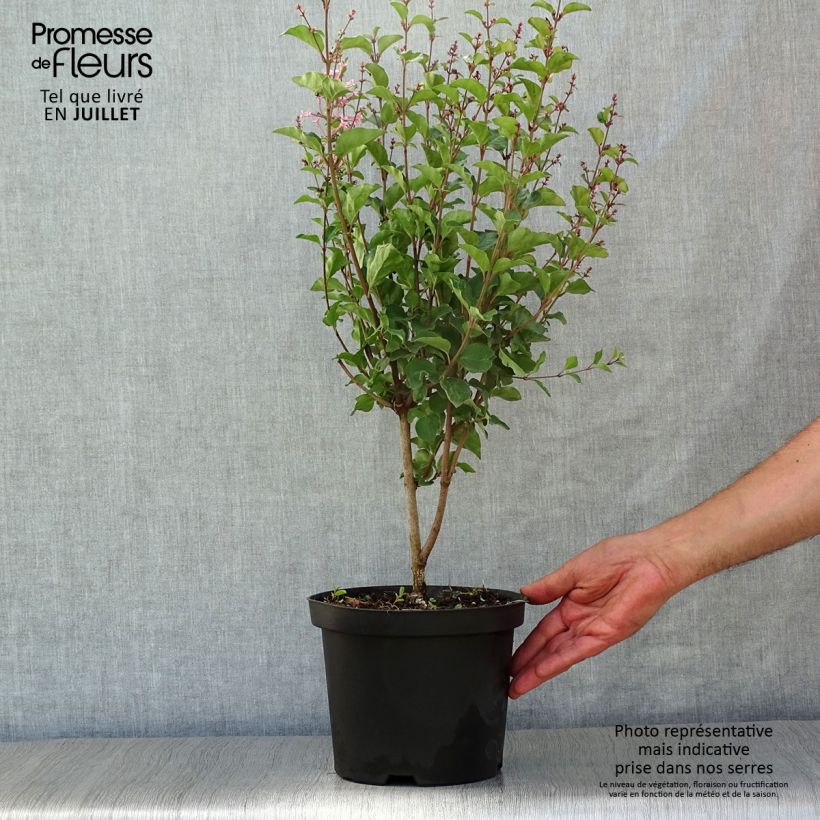 Esemplare di Syringa Pink Perfume - Lillà Vaso da 2L/3L consegnato in estate