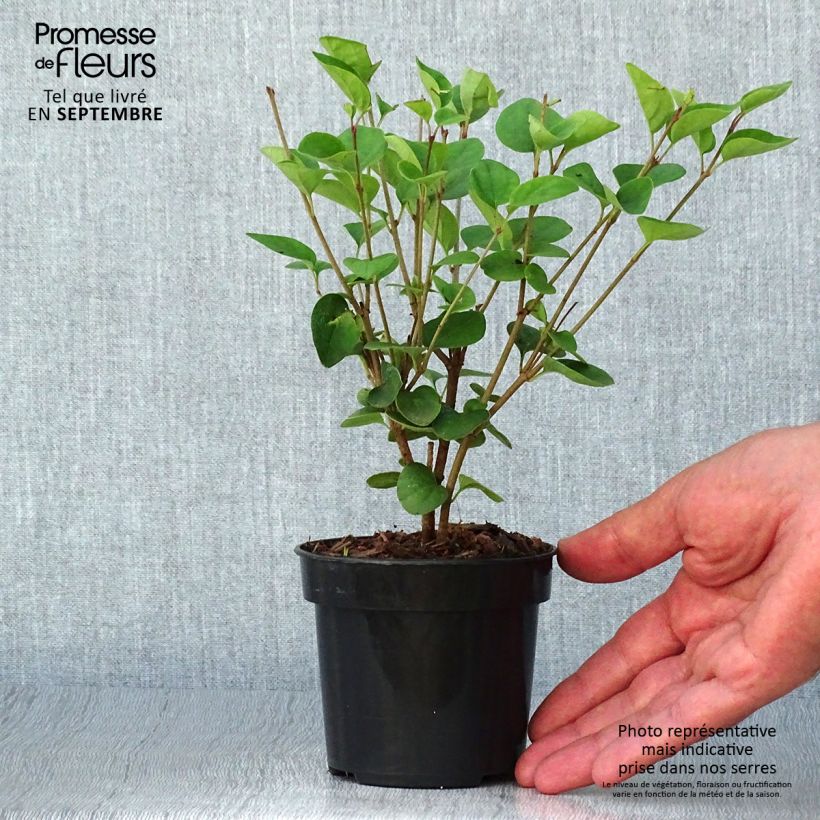 Esemplare di Syringa Tinkerbelle - Lillà Vaso da Ø 10 cm/11 cm come consegnato in autunno