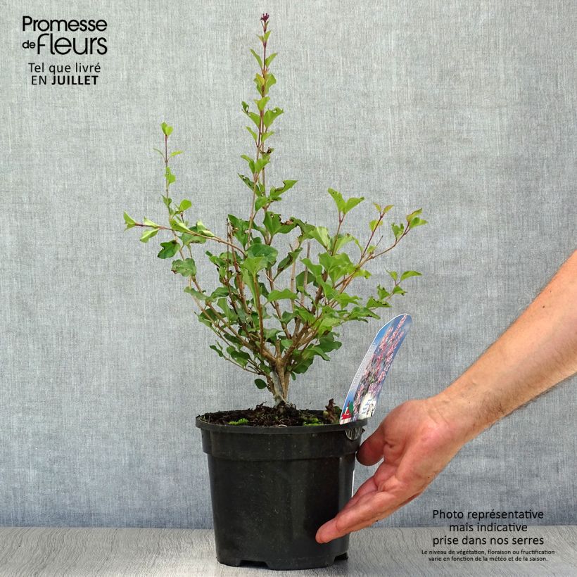 Esemplare di Syringa meyeri Palibin - Lillà nano Vaso da 2L/3L consegnato in estate