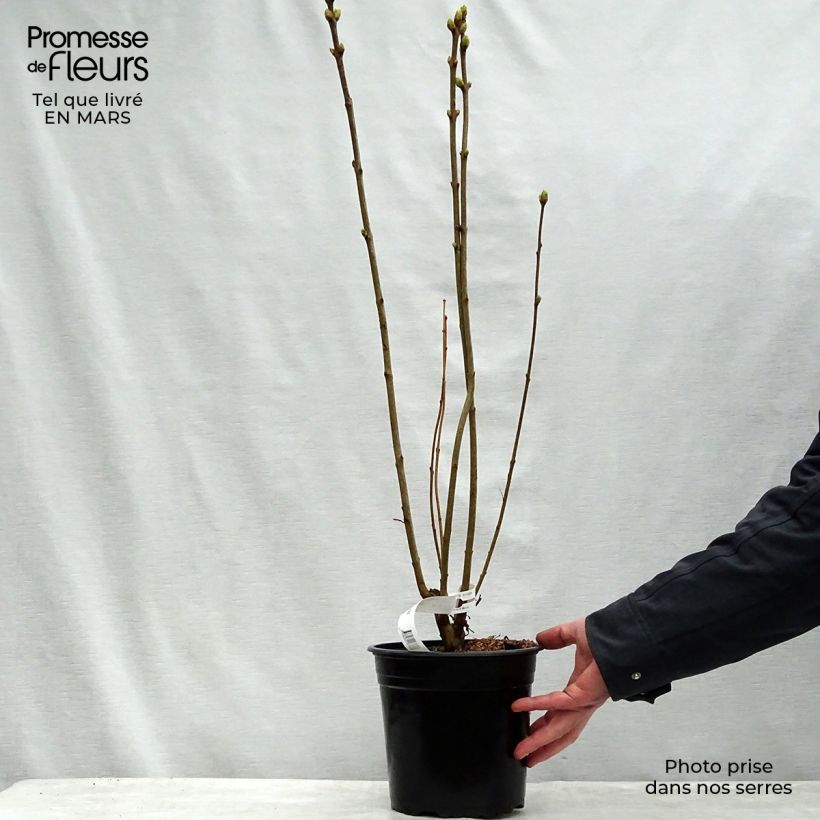 Lillà comune Président Grevy Vaso da 4L/5L esemplare consegnato in primavera