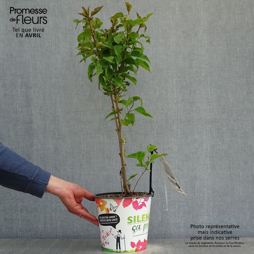 Lillà comune Zhemchuzhina Vaso da 4L/5L esemplare consegnato in primavera