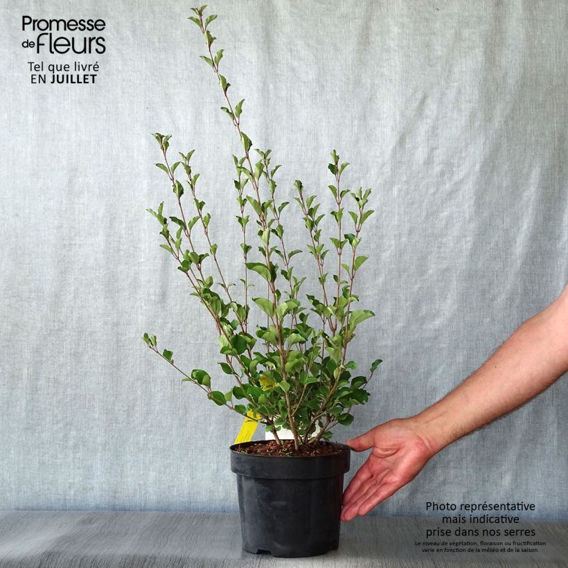 Esemplare di Syringa microphylla Red Pixie - Lillà Vaso da 3L/4L consegnato in estate