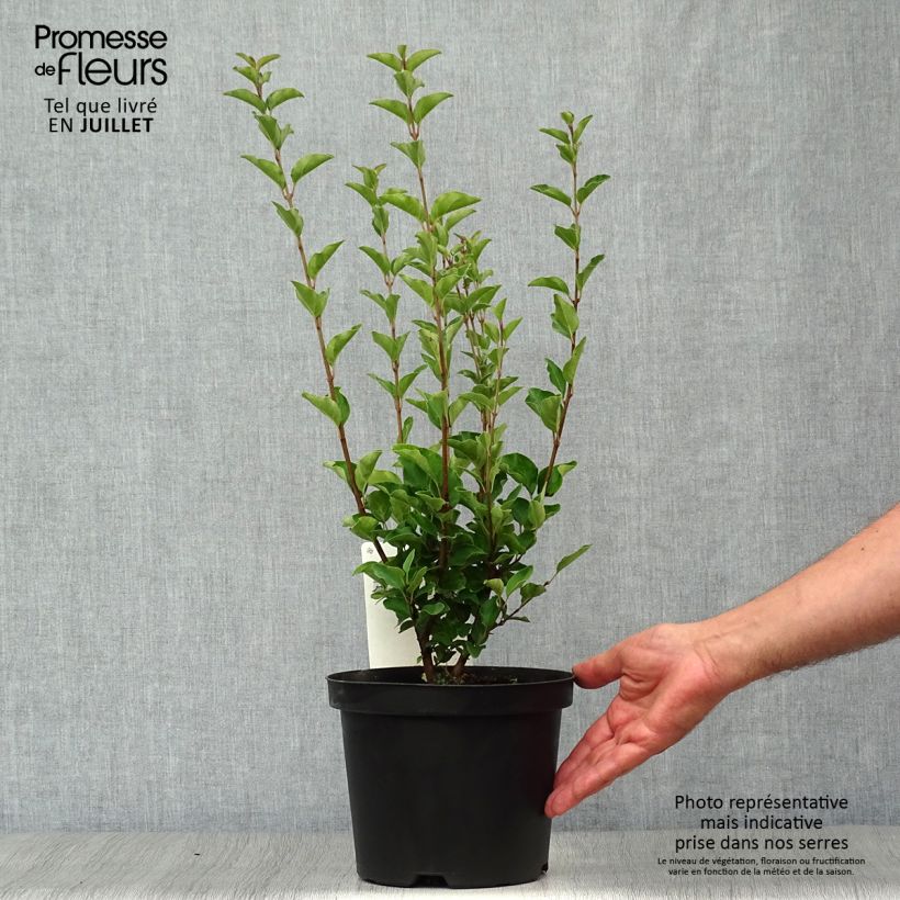 Esemplare di Syringa velutina Josée - Lillà Vaso da 3L/4L consegnato in estate