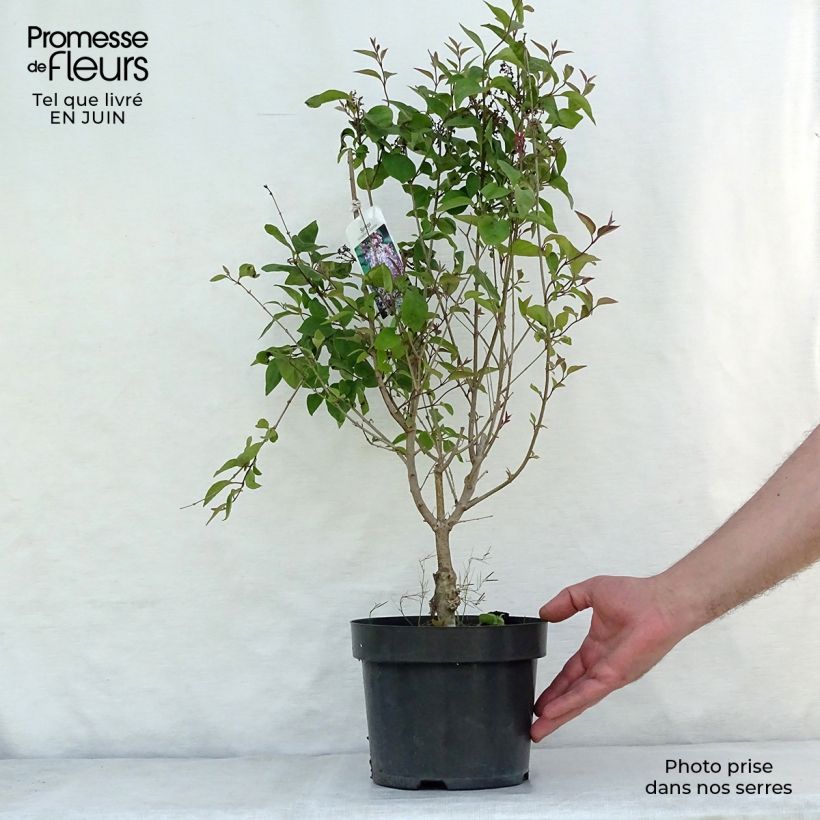 Esemplare di Syringa microphylla Superba - Lillà Vaso da 2L/3L consegnato in estate