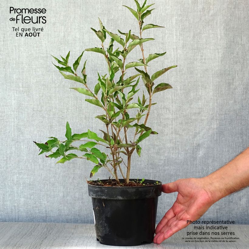 Esemplare di Syringa patula Miss Kim - Lillà Vaso da 2L/3L consegnato in estate