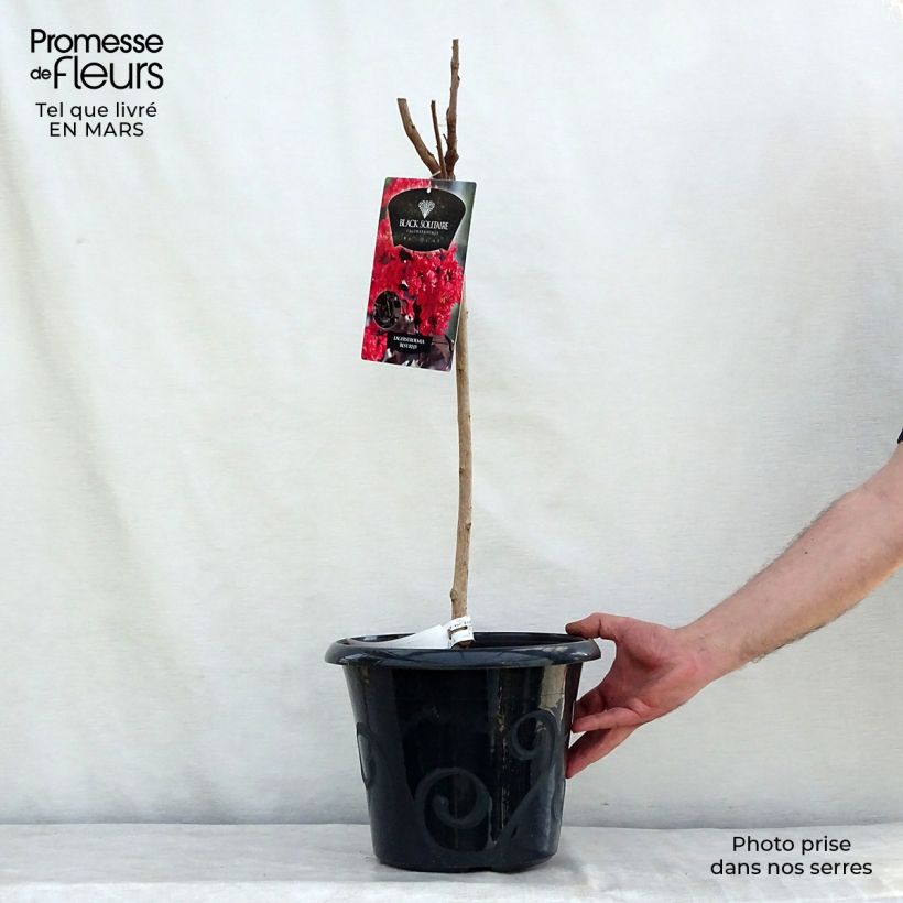 Lagerstroemia Black Solitaire Best Red - Mirto crespo Vaso da 7,5L/10L esemplare consegnato in primavera