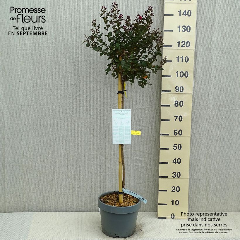 Esemplare di Lagerstroemia Play It Again Double Feature - Mirto crespo Vaso da 7,5L/10L consegnato in estate