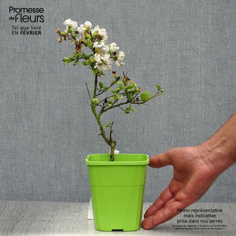 Esemplare di Lagerstroemia Virgin With Love - Mirto crespo Vaso da 3L/4L come consegnato in autunno