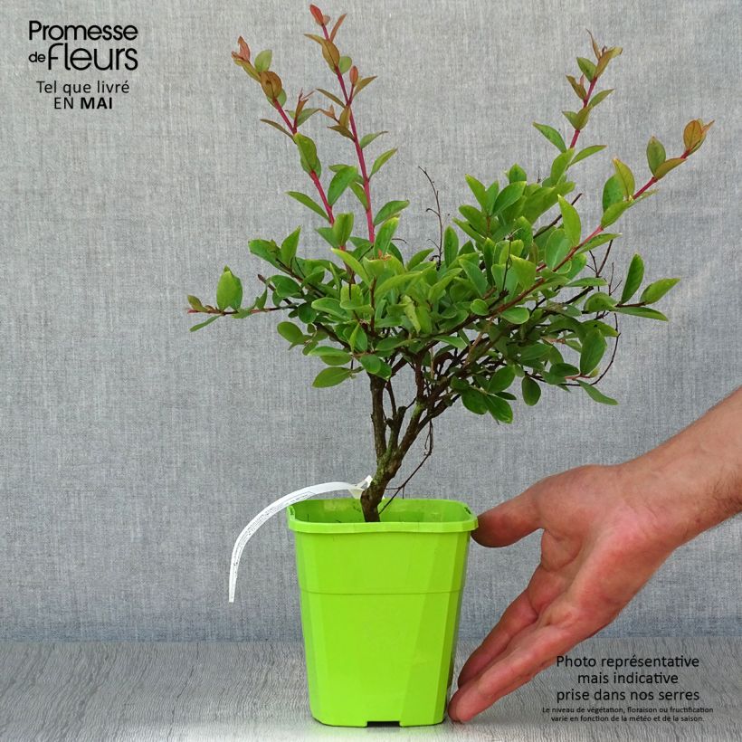 Lagerstroemia Virgin With Love - Mirto crespo Vaso da 3L/4L esemplare consegnato in primavera