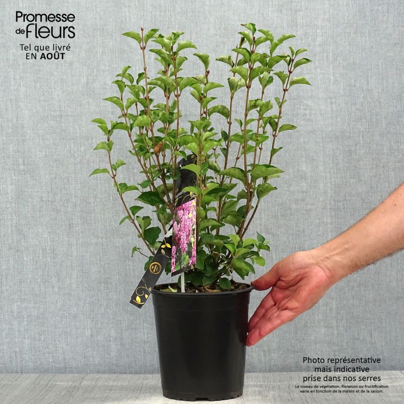 Esemplare di Syringa meyeri Flowerfesta Pink - Lillà nano Vaso da 3L/4L consegnato in estate