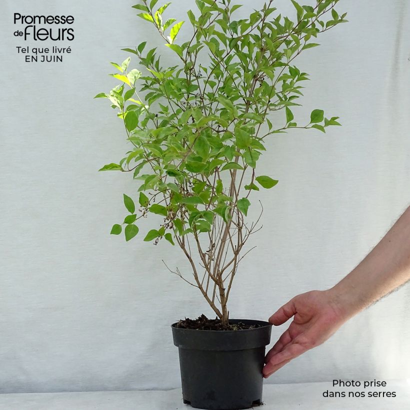 Esemplare di Syringa meyeri Flowerfesta White - Lillà nano Vaso da 3L/4L consegnato in estate