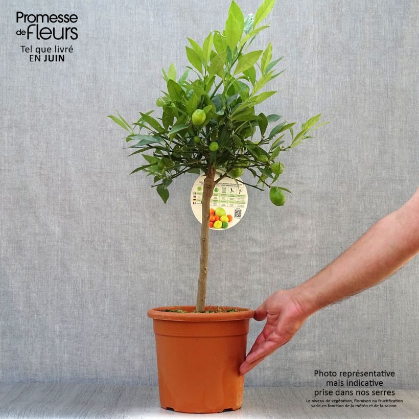 Esemplare di Citrus floridana - Limequat Vaso da 4L/5L, Vaso impalcato basso consegnato in estate