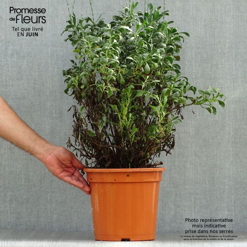 Esemplare di Limoniastrum monopetalum Vaso da 7,5L/10L consegnato in estate