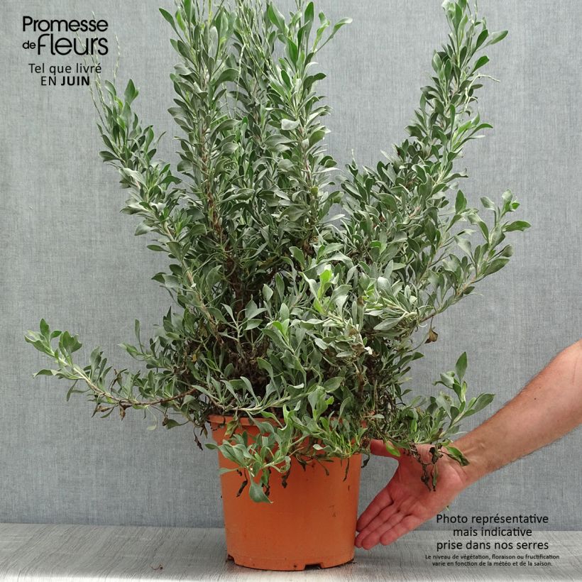 Limoniastrum monopetalum - Grand statice, Lavande de mer - Pot de 7,5L/10L esemplare consegnato in primavera
