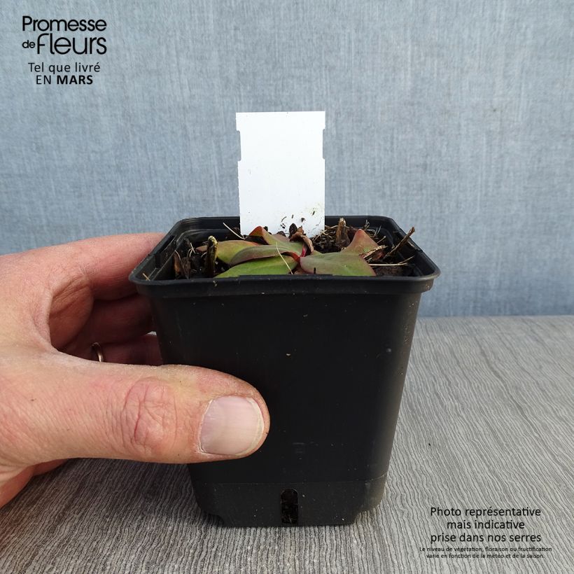 Limonium platyphyllum Vasetto da 8/9 cm esemplare consegnato in inverno