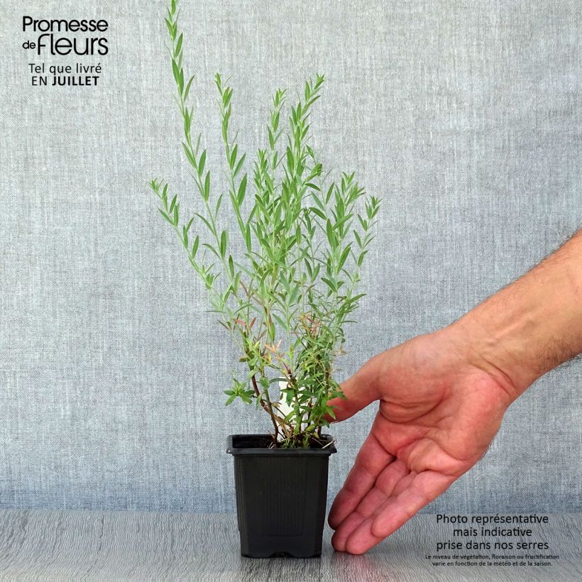 Esemplare di Linaria purpurea Peachy Vasetto da 8/9 cm consegnato in estate