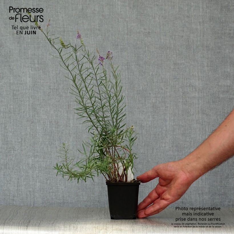 Esemplare di Linaria purpurea Vasetto da 8/9 cm consegnato in estate