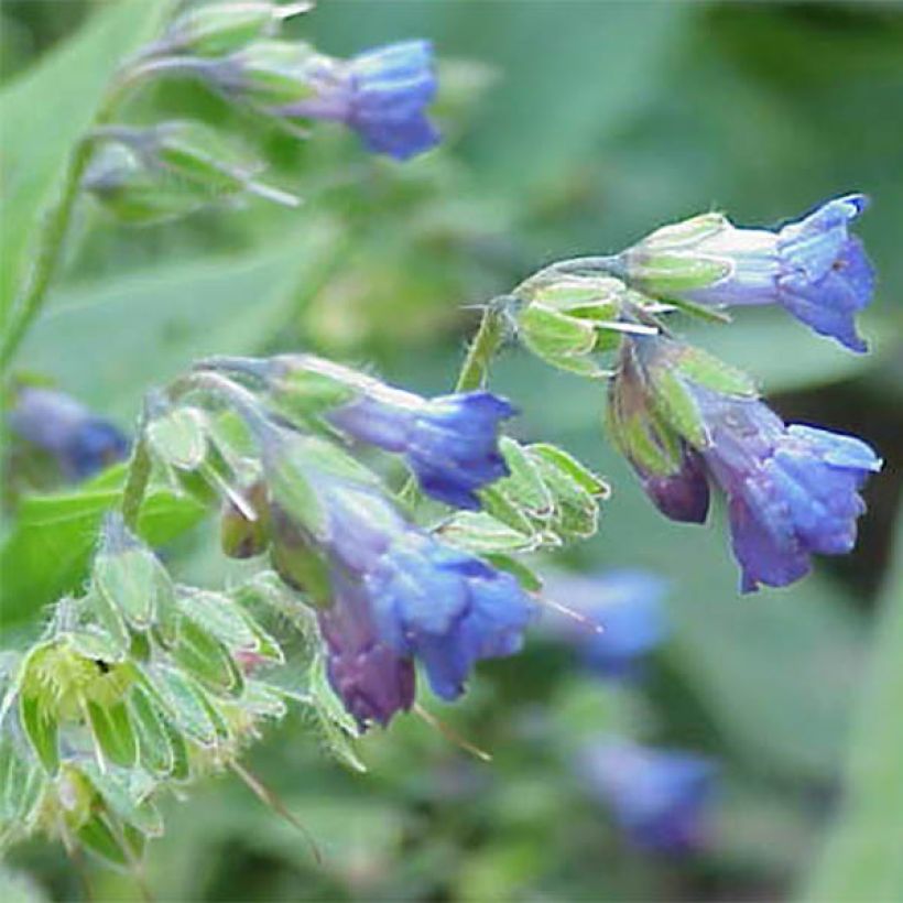 Lindelofia longiflora (Fioritura)