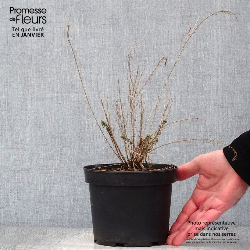 Linum perenne - Lino perenne Vaso da 2L/3L esemplare consegnato in inverno