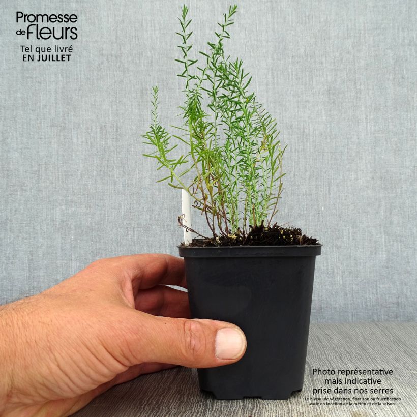 Esemplare di Linum perenne - Lino perenne Vasetto da 7/8 cm consegnato in estate