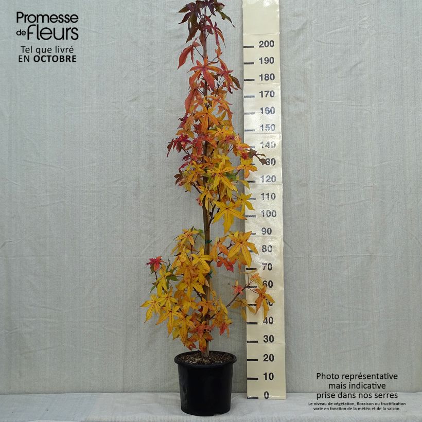 Esemplare di Liquidambar styraciflua Palo Alto - Storace americano Vaso da 12L/15L come consegnato in autunno