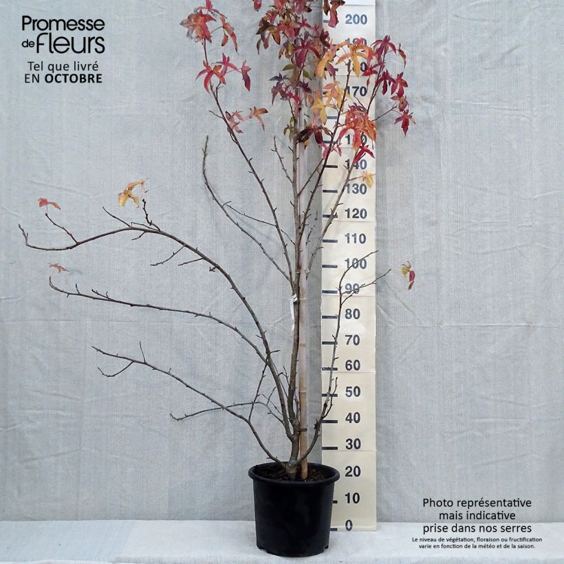 Esemplare di Liquidambar styraciflua Aurea - Storace americano Vaso da 12L/15L come consegnato in autunno