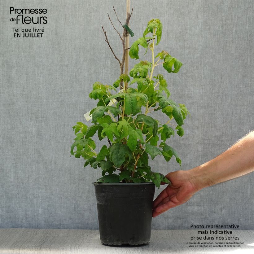Esemplare di Liquidambar styraciflua Golden Sun - Storace americano Vaso da 4L/5L consegnato in estate