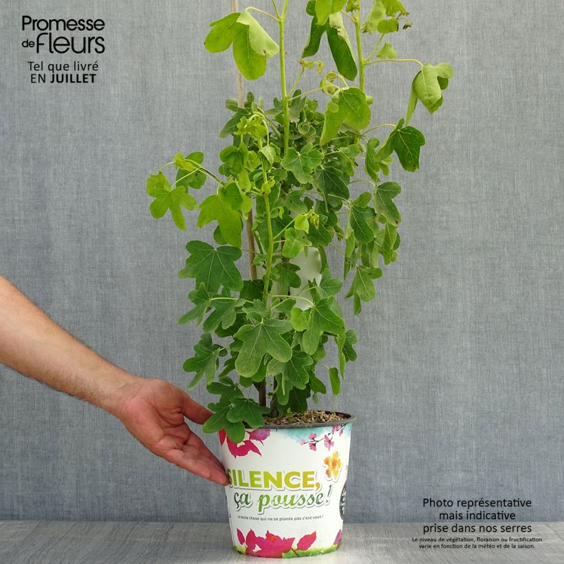 Esemplare di Liquidambar styraciflua Rotundiloba - Storace americano Vaso da 4L/5L consegnato in estate