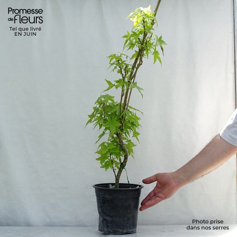 Esemplare di Liquidambar styraciflua Slender Silhouette - Storace americano Vaso da 4L/5L consegnato in estate