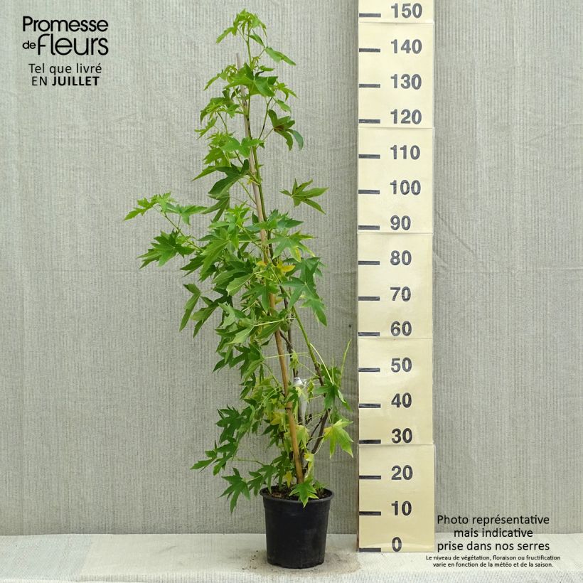 Esemplare di Liquidambar styraciflua Worplesdon - Storace americano Vaso da 4L/5L consegnato in estate