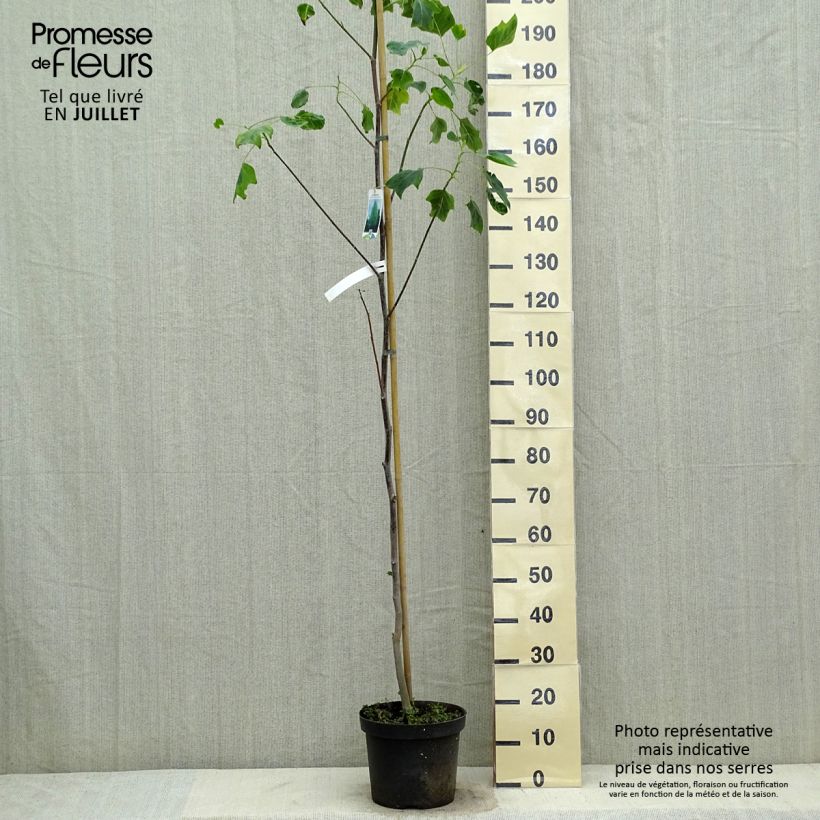 Esemplare di Liriodendron tulipifera Aureomarginatum - Liriodendro Vaso da 7,5L/10L consegnato in estate