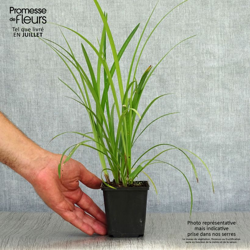 Esemplare di Liriope muscari Super Blue Vasetto da 8/9 cm consegnato in estate
