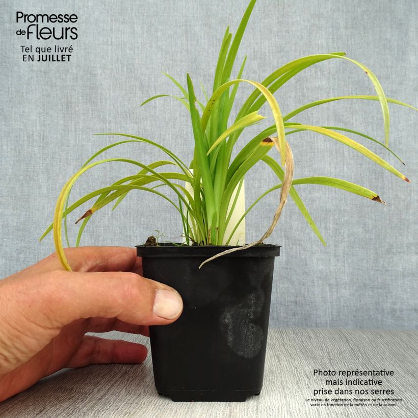 Esemplare di Liriope muscari Evergreen Giant Vasetto da 8/9 cm consegnato in estate
