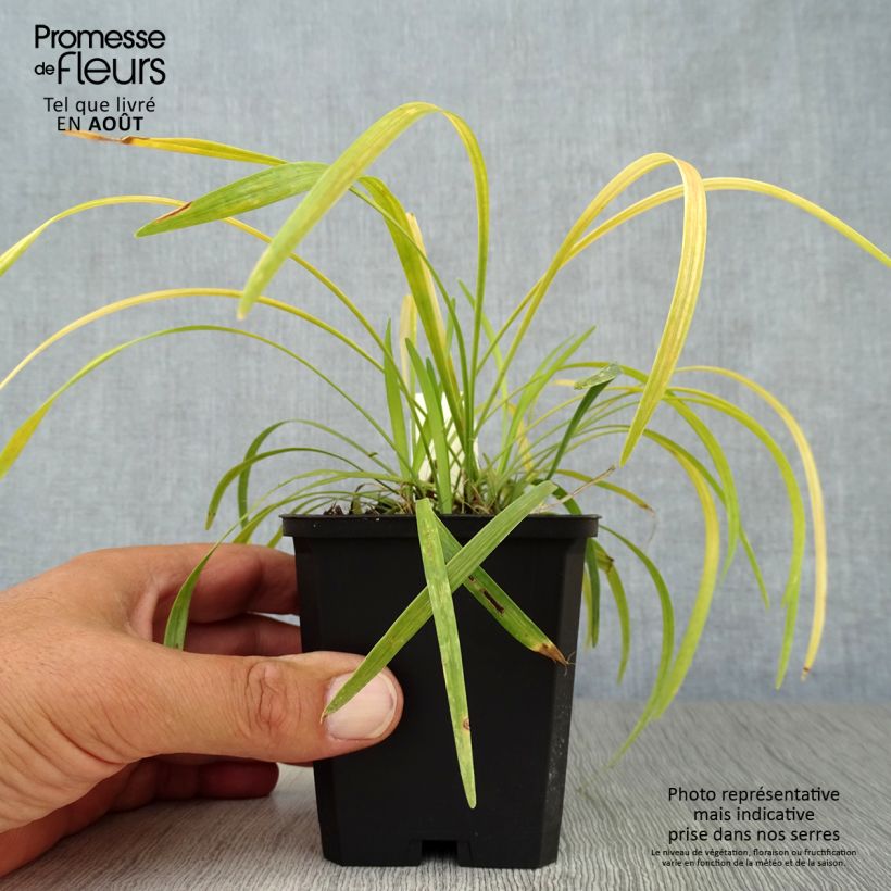 Esemplare di Liriope muscari Ingwersen Vasetto da 8/9 cm consegnato in estate