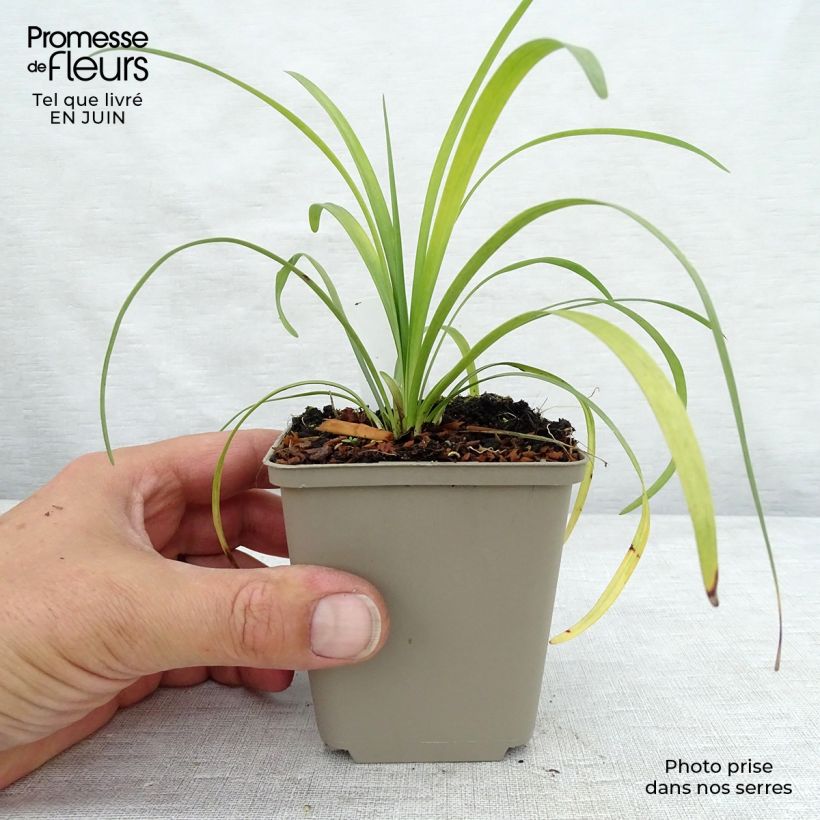 Esemplare di Liriope muscari Majestic Vasetto da 8/9 cm consegnato in estate