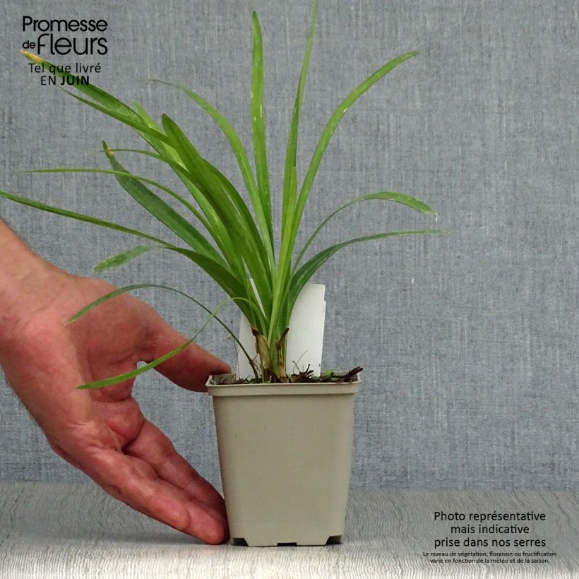 Esemplare di Liriope muscari Monroe White Vasetto da 8/9 cm consegnato in estate