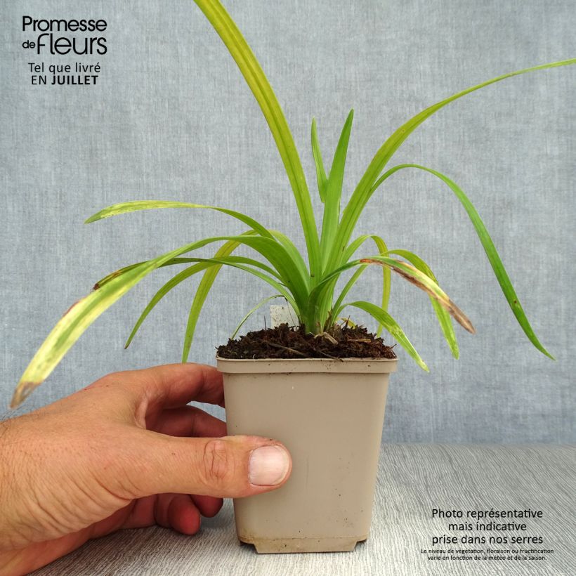 Esemplare di Liriope muscari Royal Purple Vasetto da 8/9 cm consegnato in estate