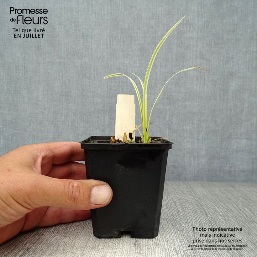 Esemplare di Liriope muscari Variegata Vasetto da 8/9 cm consegnato in estate