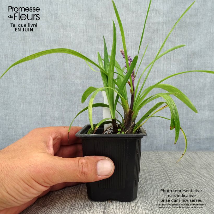 Esemplare di Liriope muscari Vasetto da 8/9 cm consegnato in estate
